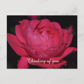 ポストカード.他のバラ ポストカード