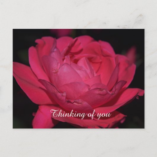 ポストカード.他のバラ ポストカード (正面)
