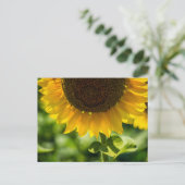 ポストカード 向日葵の花の写真 (スタンド正面)