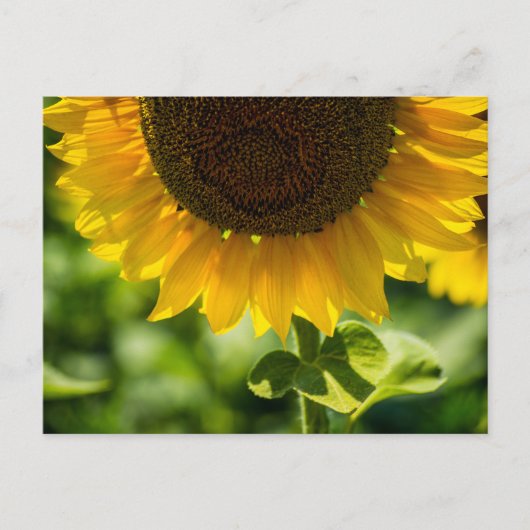 ポストカード 向日葵の花の写真 (正面)