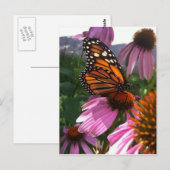 ポストカード – （昆虫）オオカバマダラ、モナークバタフライon Coneflower (正面/裏面)