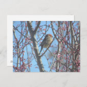 ポストカード – 春パーチ (正面/裏面)