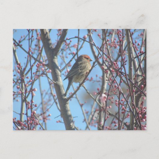 ポストカード – 春パーチ (正面)