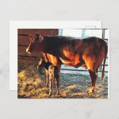 ポストカード.牛と子牛。 ポストカード (正面/裏面)