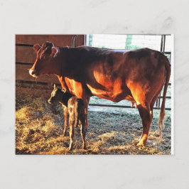 ポストカード.牛と子牛。 ポストカード