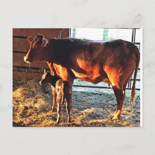 ポストカード.牛と子牛。 ポストカード (正面)