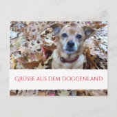 ポストカード 犬の写真 (正面)