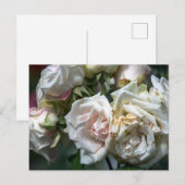ポストカード 白いバラの花 写真 (正面/裏面)