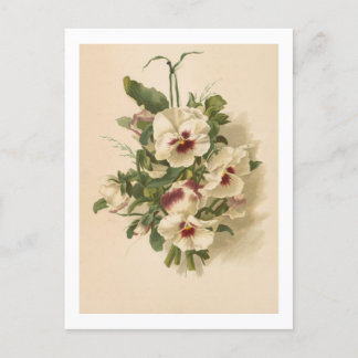 ポストカード:白と紫のヒナギク ポストカード