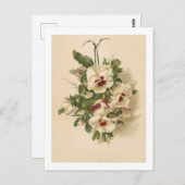 ポストカード:白と紫のヒナギク ポストカード (正面/裏面)