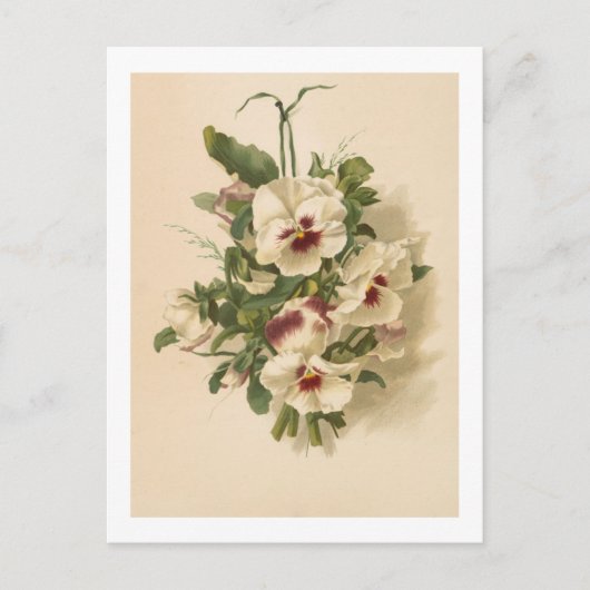 ポストカード:白と紫のヒナギク ポストカード (正面)