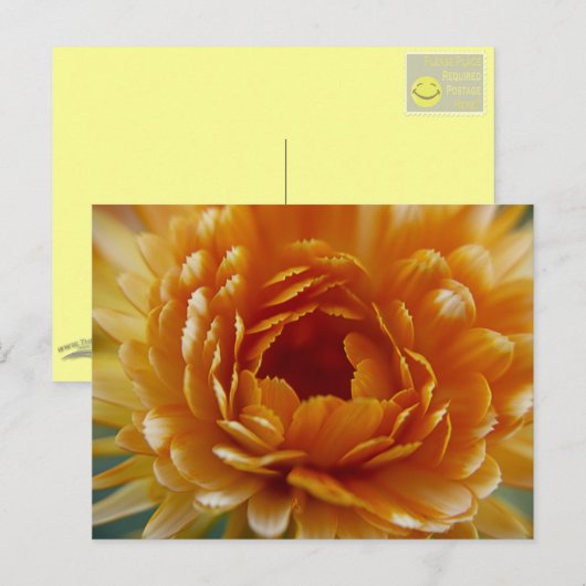 ポストカード – 砂漠開花 (正面/裏面)