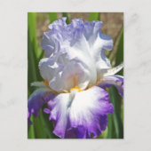ポストカード「紫と白のアイリスと金ゴールドのTOUCH」 ポストカード (正面)