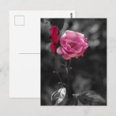 ポストカード - 薔薇の愛情の色合い (正面/裏面)