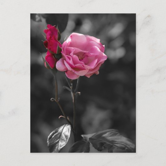 ポストカード - 薔薇の愛情の色合い (正面)