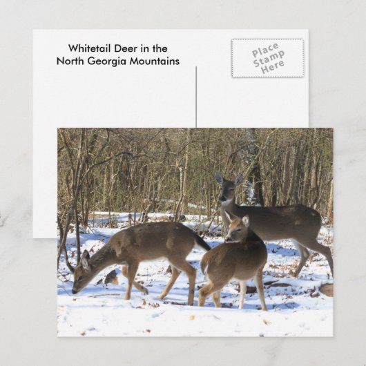 ポストカード – 雪の鹿 (正面/裏面)