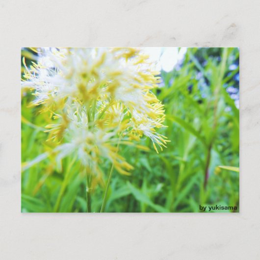 ポストカード - 黄色の花 (正面)
