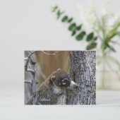 ポストカード: Coatimundi #2 ポストカード (スタンド正面)