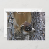 ポストカード: Coatimundi #2 ポストカード (正面/裏面)