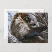 ポストカード: Coatimundi #3 ポストカード (正面/裏面)