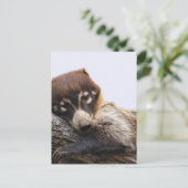 ポストカード： Coatimundi #4 (ポートレート) ポストカード (スタンド正面)