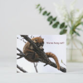 ポストカード: Coatimundi #5 ポストカード (スタンド正面)