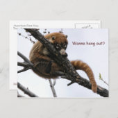 ポストカード: Coatimundi #5 ポストカード (正面/裏面)