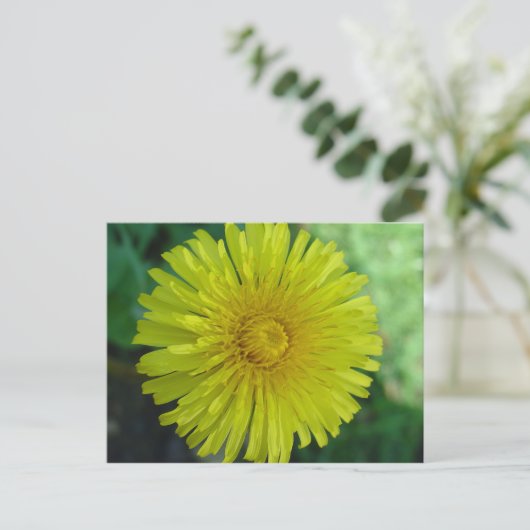 ポストカード – Dandelion (スタンド正面)