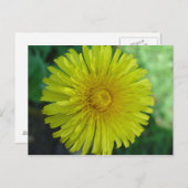 ポストカード – Dandelion (正面/裏面)