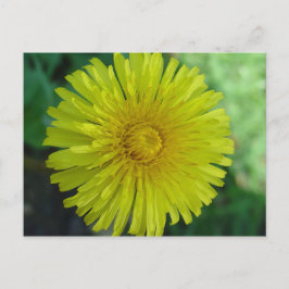 ポストカード – Dandelion