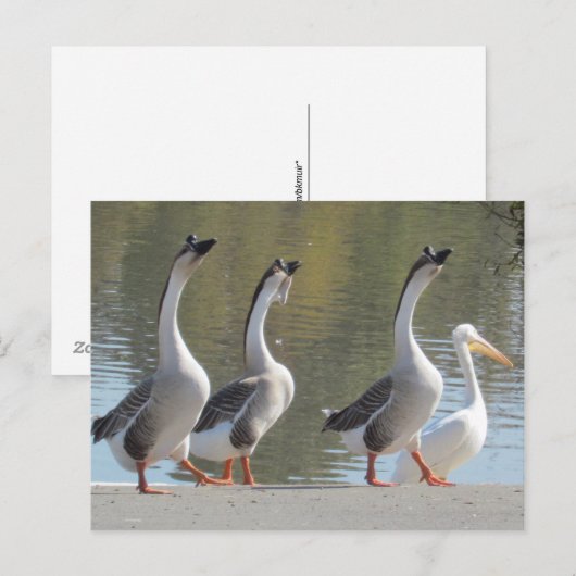 ポストカード – Lakesideで散策 (正面/裏面)