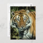 ポストカード： Malayan Tiger (ポートレート) ポストカード (正面/裏面)