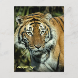 ポストカード: Malayan Tiger (ポートレート) ポストカード