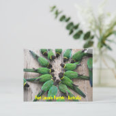 ポストカード – Port Lincoln Parrots Australia (スタンド正面)