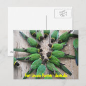 ポストカード – Port Lincoln Parrots Australia (正面/裏面)