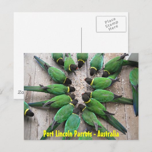 ポストカード – Port Lincoln Parrots Australia (正面/裏面)