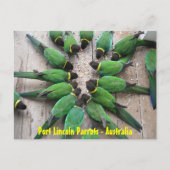 ポストカード – Port Lincoln Parrots Australia (正面)