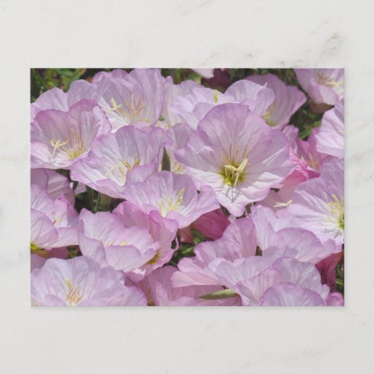 ポストカード – Primroseのクローズアップ (正面)