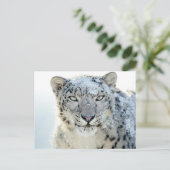 ポストカード – Snow Leopard (スタンド正面)