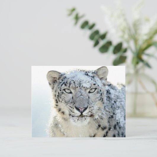 ポストカード – Snow Leopard (スタンド正面)