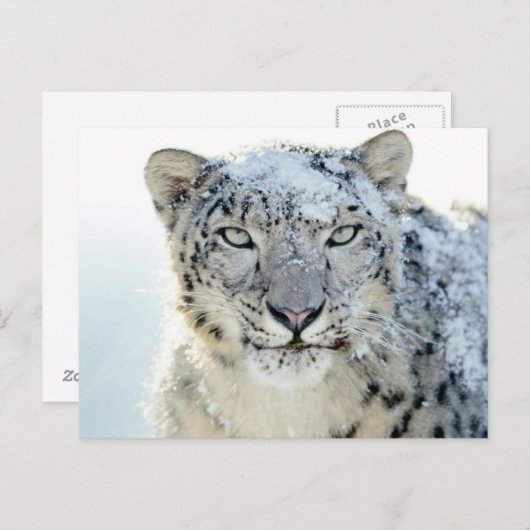 ポストカード – Snow Leopard (正面/裏面)