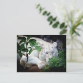 ポストカード – Tiger (スタンド正面)