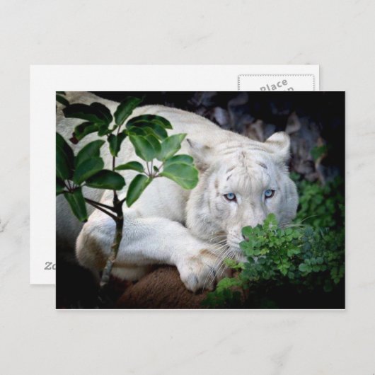 ポストカード – Tiger (正面/裏面)