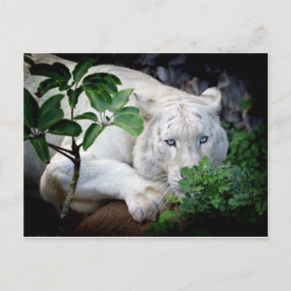 ポストカード – Tiger