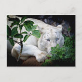 ポストカード – Tiger (正面)