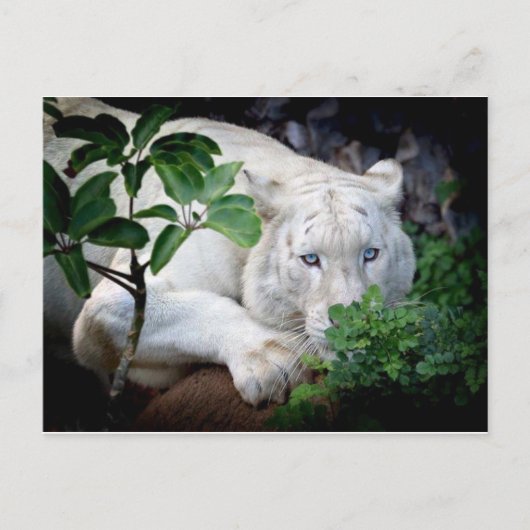 ポストカード – Tiger (正面)