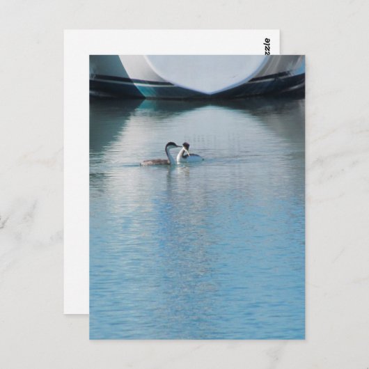 ポストカード – Western Grebe in Harbor (vrt) (正面/裏面)