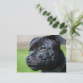 ポストカードstafford shireブルリア ポストカード (スタンド正面)