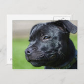 ポストカードstafford shireブルリア ポストカード (正面/裏面)