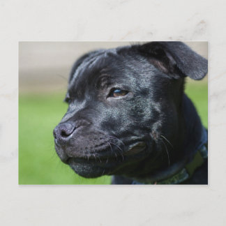 ポストカードstafford shireブルリア ポストカード